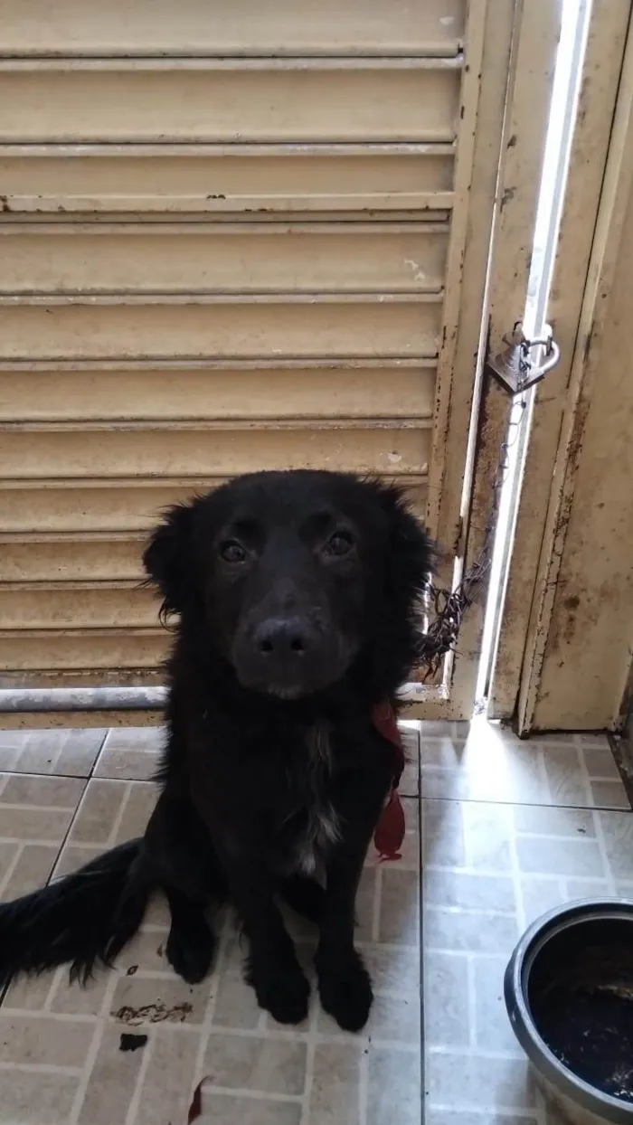 Cachorro raça SRD-ViraLata idade 1 ano nome Theo