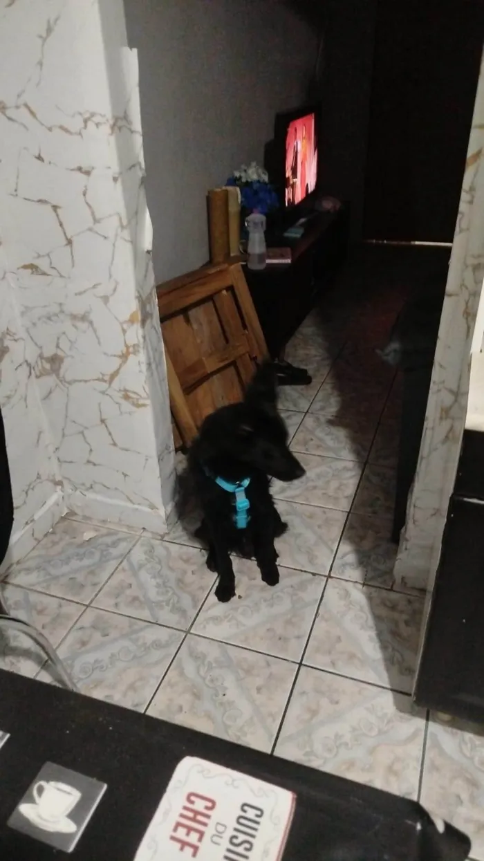 Cachorro raça SRD-ViraLata idade 1 ano nome Theo