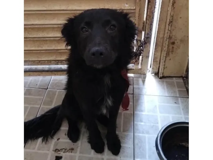 Cachorro raça SRD-ViraLata idade 1 ano nome Theo