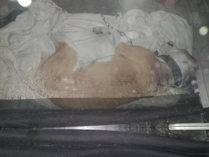 Cachorro ra a SRD-ViraLata idade 2 anos nome Bob