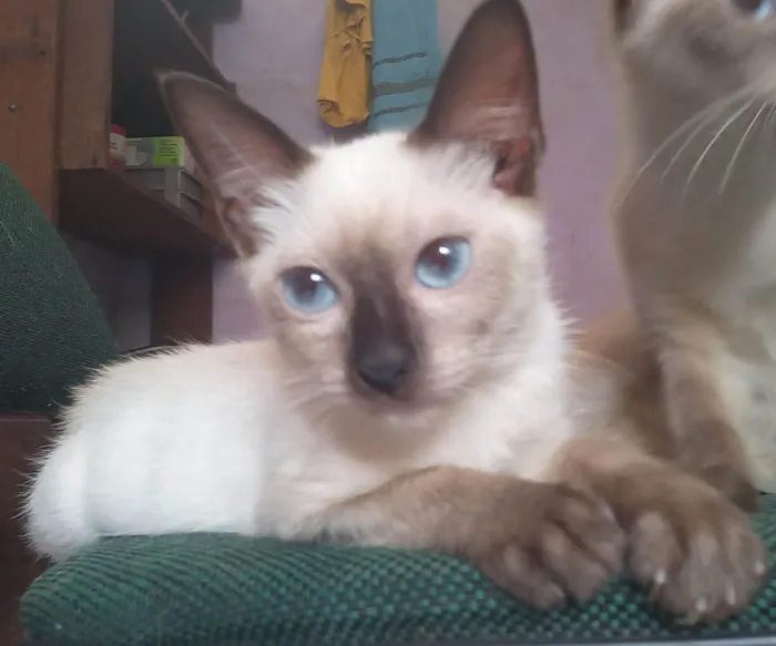 Gato ra a Siamês idade 2 a 6 meses nome Branquinho
