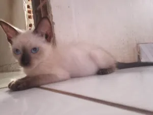 Gato raça Siamês idade 2 a 6 meses nome Branquinho