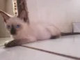 Branquinho