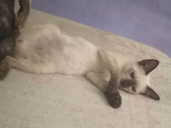 Gato ra a Siamês idade 2 a 6 meses nome Branquinho