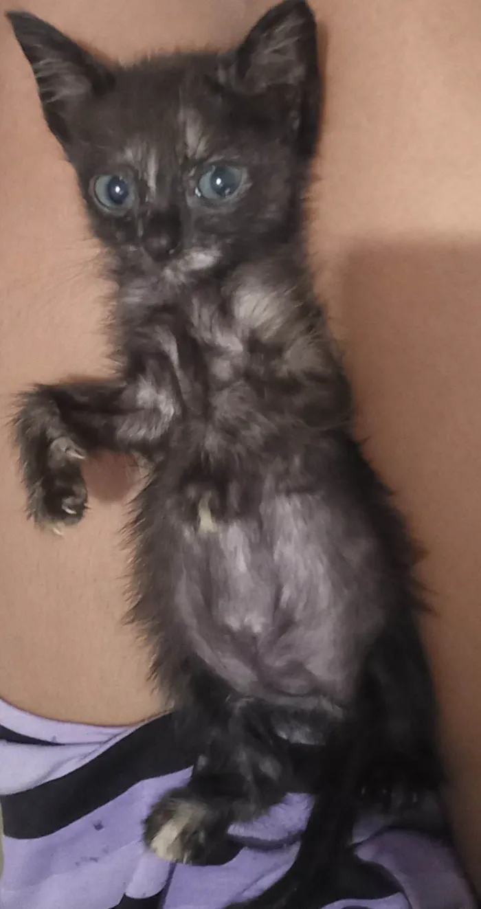 Gato ra a SRD-ViraLata idade 2 a 6 meses nome Carinha de mosca 