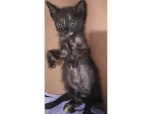 Gato raça SRD-ViraLata idade 2 a 6 meses nome Carinha de mosca 