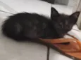 Carinha de mosca