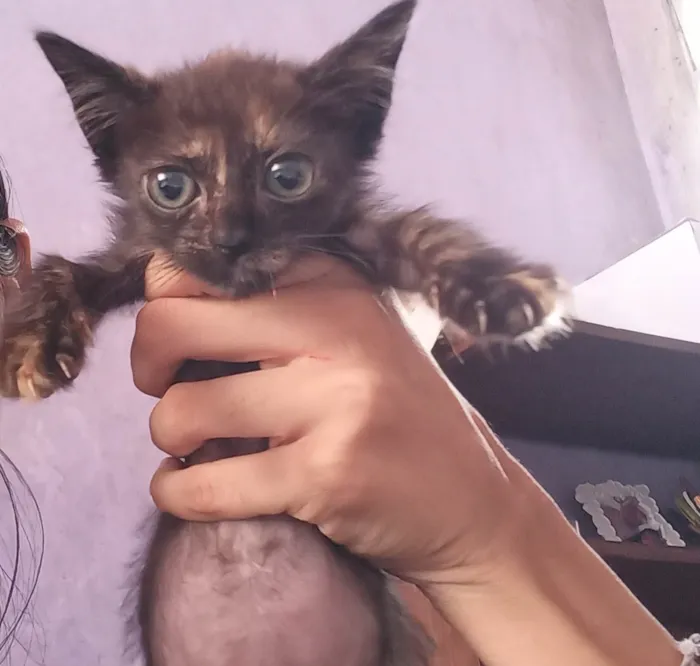 Gato ra a SRD-ViraLata idade 2 a 6 meses nome Carinha de mosca 