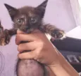 Carinha de mosca