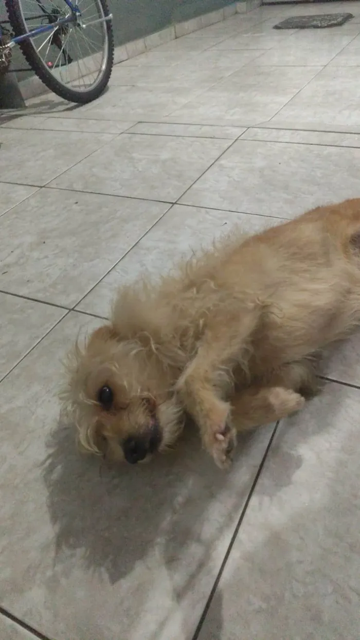 Cachorro ra a SRD-ViraLata idade 6 ou mais anos nome Melinda