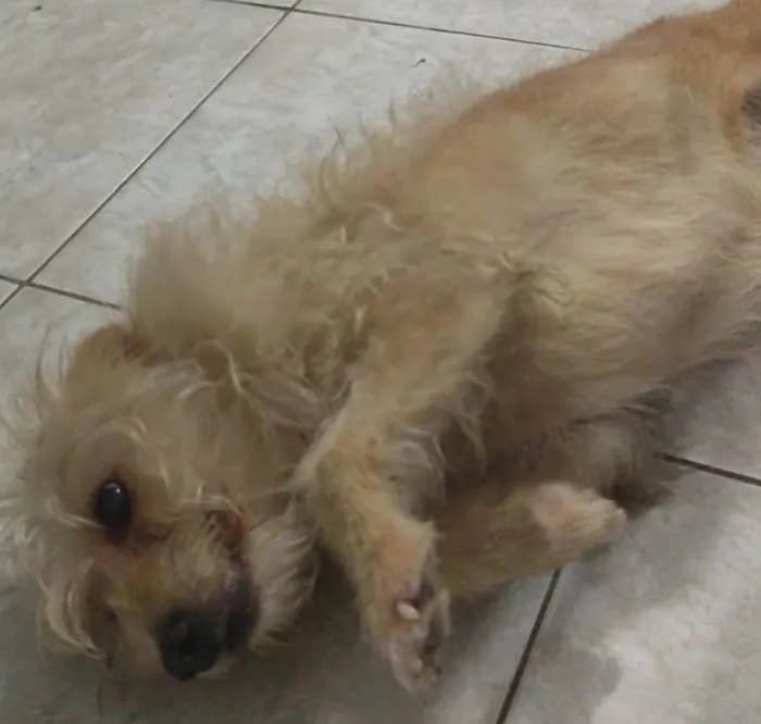 Cachorro ra a SRD-ViraLata idade 6 ou mais anos nome Melinda