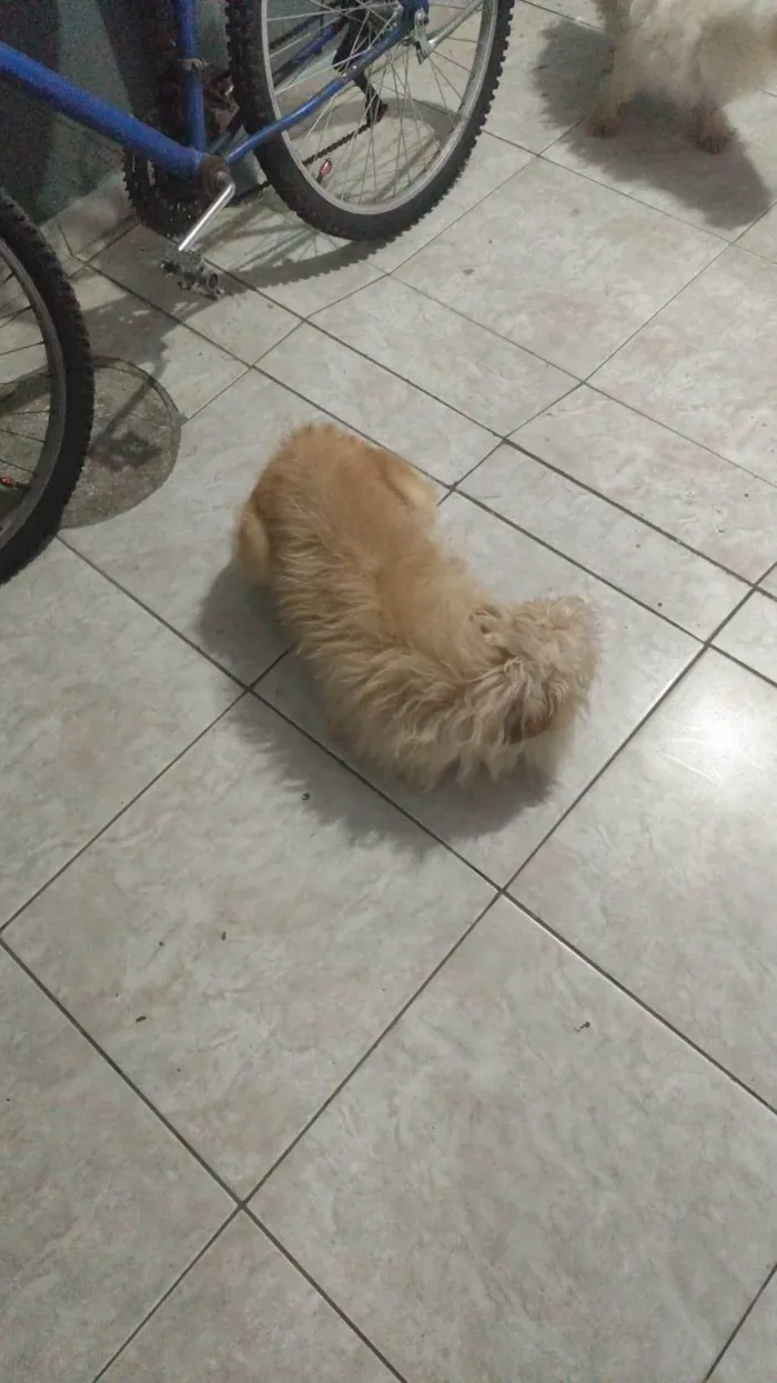 Cachorro ra a SRD-ViraLata idade 6 ou mais anos nome Melinda