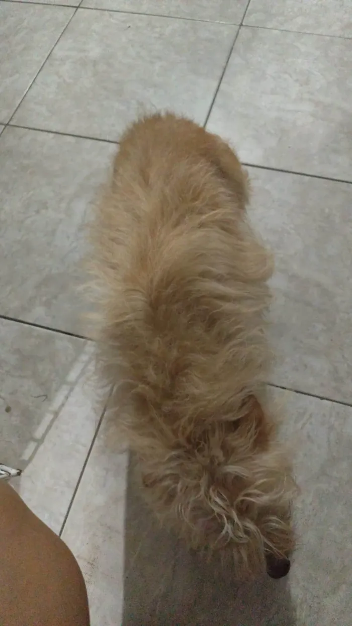 Cachorro ra a SRD-ViraLata idade 6 ou mais anos nome Melinda