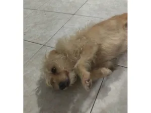 Cachorro raça SRD-ViraLata idade 6 ou mais anos nome Melinda