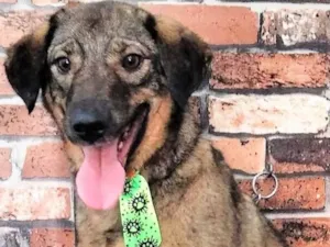 Cachorro raça SRD-ViraLata idade 2 anos nome Vítor 