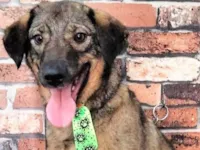 Cachorro ra a SRD-ViraLata idade 2 anos nome Vítor 