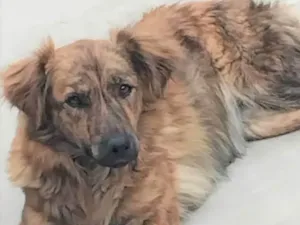 Cachorro raça SRD-ViraLata idade 2 anos nome Jordana