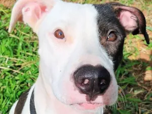 Cachorro raça SRD-ViraLata idade 7 a 11 meses nome Pirata