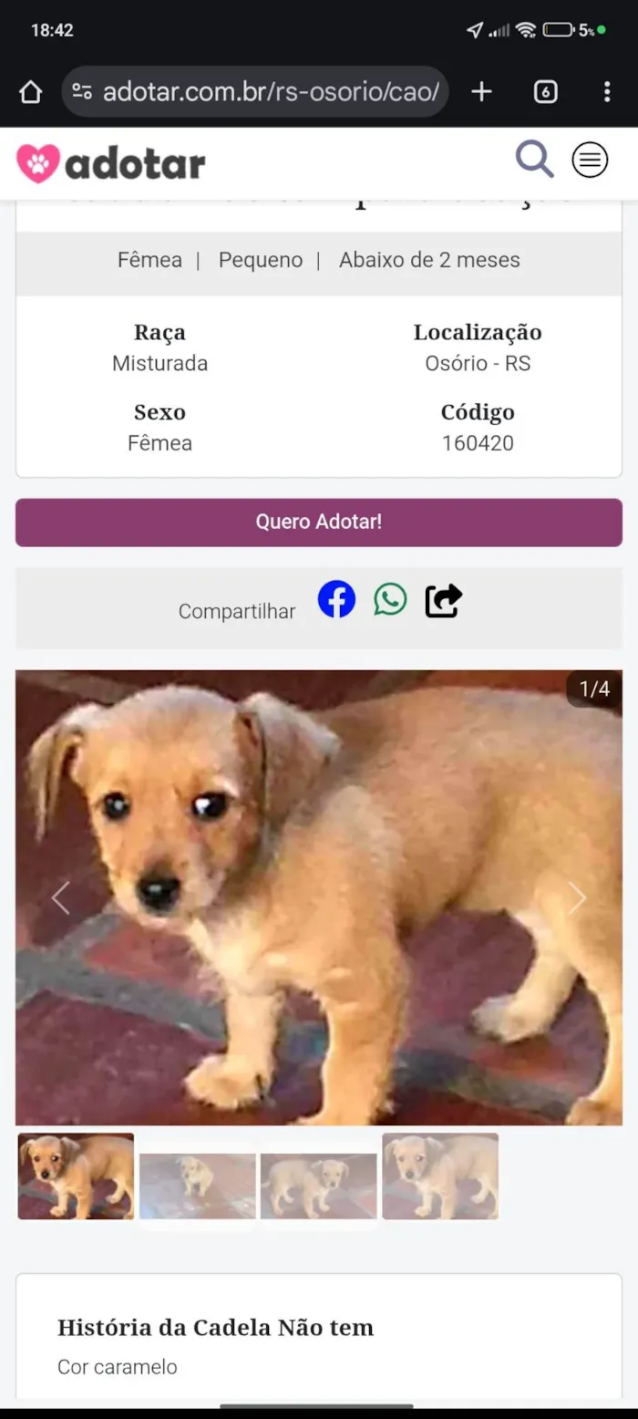 Cachorro ra a SRD-ViraLata idade Abaixo de 2 meses nome Sem nome