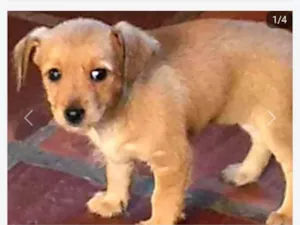 Cachorro raça SRD-ViraLata idade Abaixo de 2 meses nome Sem nome