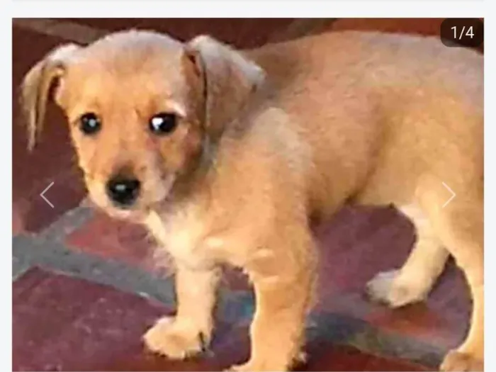 Cachorro ra a SRD-ViraLata idade Abaixo de 2 meses nome Sem nome