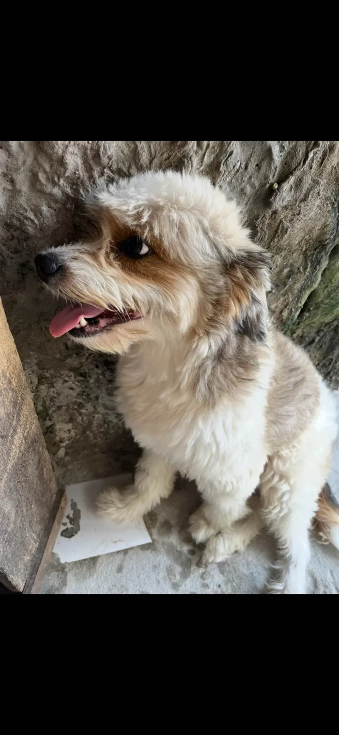 Cachorro ra a SRD-ViraLata idade 5 anos nome Salomão 
