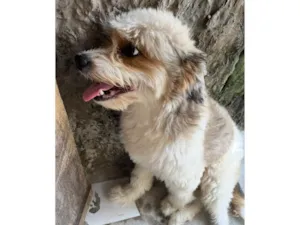 Cachorro raça SRD-ViraLata idade 5 anos nome Salomão 