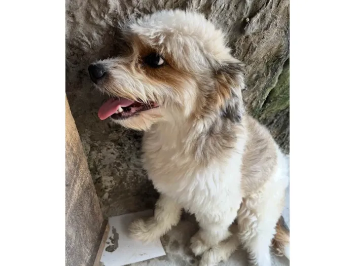 Cachorro ra a SRD-ViraLata idade 5 anos nome Salomão 