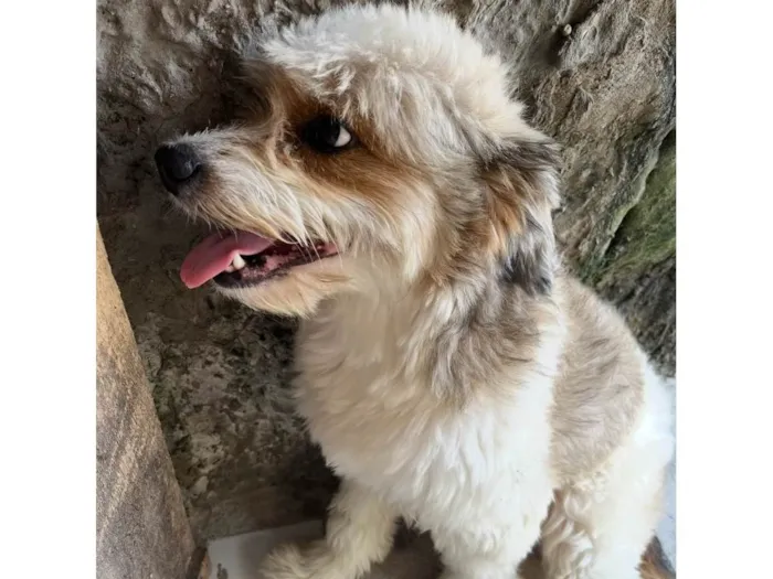 Cachorro ra a SRD-ViraLata idade 5 anos nome Salomão 