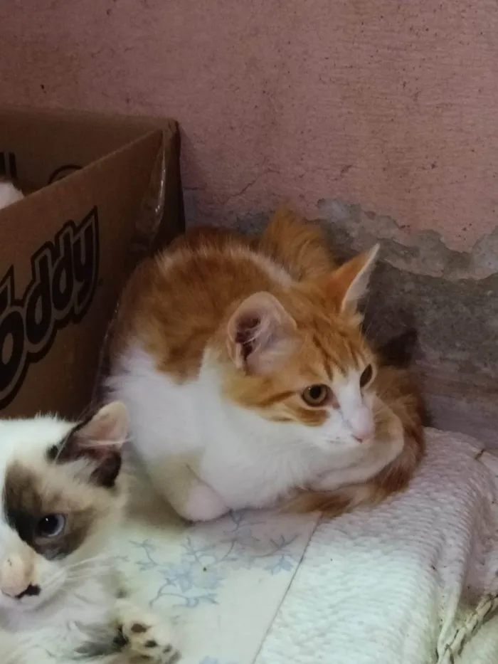 Gato ra a SRD-ViraLata idade 2 a 6 meses nome Simba