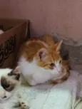 Simba