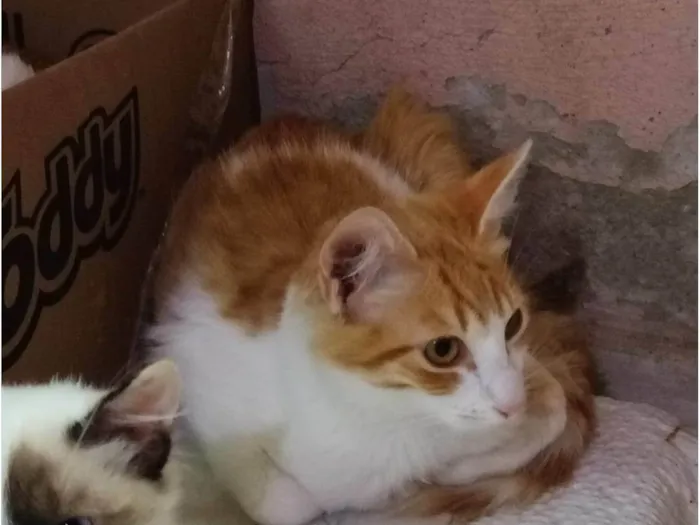 Gato ra a SRD-ViraLata idade 2 a 6 meses nome Simba