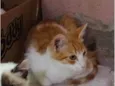 Simba