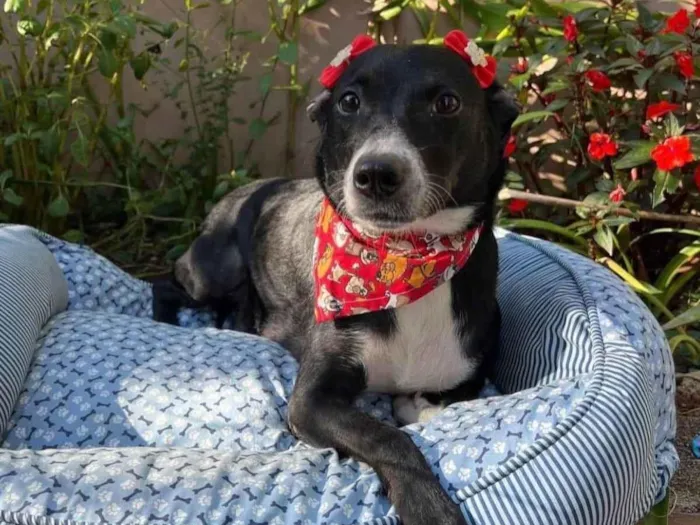 Cachorro ra a SRD-ViraLata idade 3 anos nome Juliana 