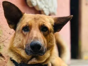 Cachorro raça Pastor Alemão idade 1 ano nome Caramelo k9