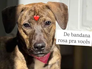 Cachorro raça SRD-ViraLata idade 7 a 11 meses nome Mabel