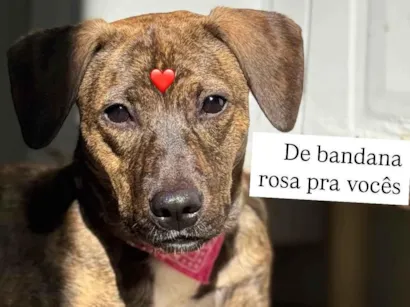 Cachorro raça SRD-ViraLata idade 7 a 11 meses nome Mabel