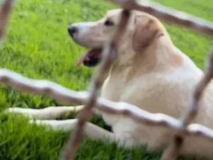 Cachorro raça Labrador idade 5 anos nome Sputnik