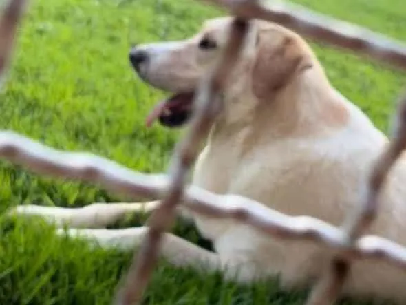 Cachorro ra a Labrador idade 5 anos nome Sputnik