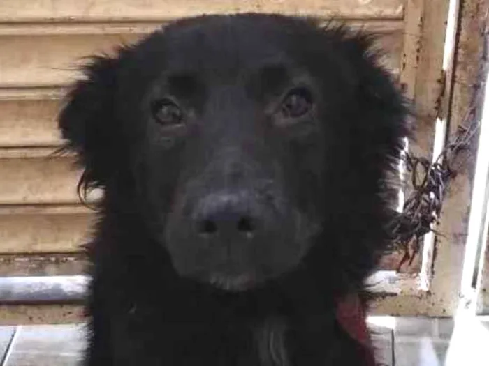 Cachorro raça SRD-ViraLata idade 1 ano nome Theo