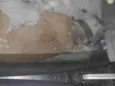 Bob