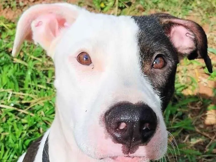 Cachorro ra a SRD-ViraLata idade 7 a 11 meses nome Pirata