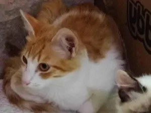 Gato raça SRD-ViraLata idade 2 a 6 meses nome Simba