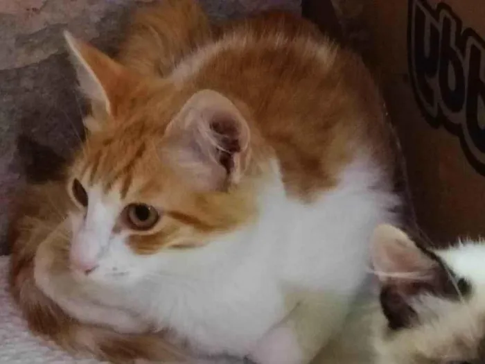 Gato ra a SRD-ViraLata idade 2 a 6 meses nome Simba