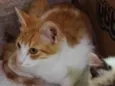Simba