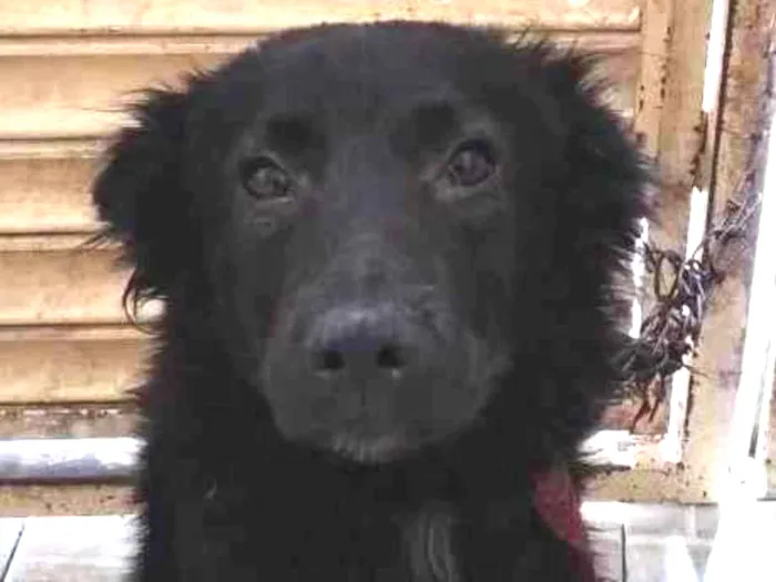 Cachorro raça SRD-ViraLata idade 1 ano nome Theo