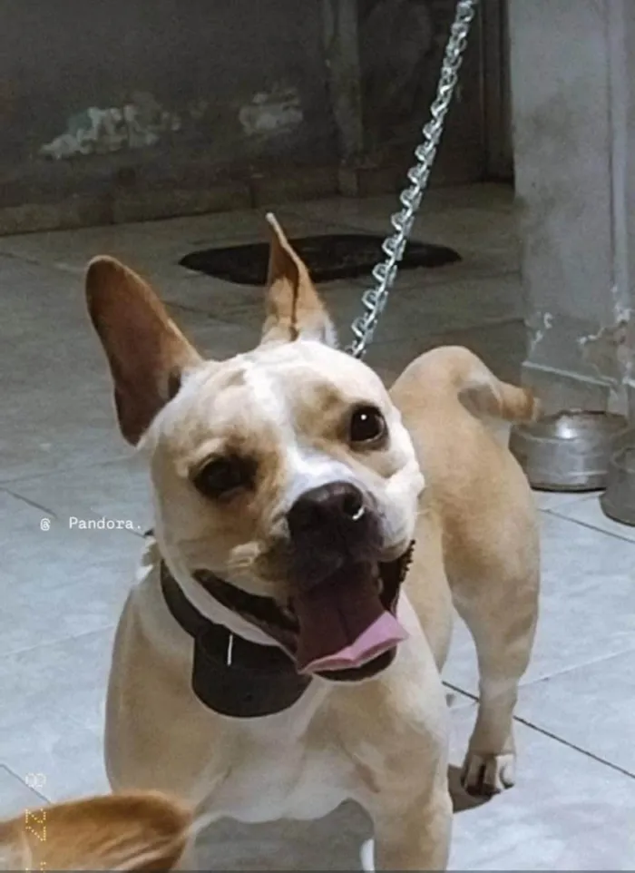 Cachorro ra a SRD-ViraLata idade 3 anos nome Pandora 