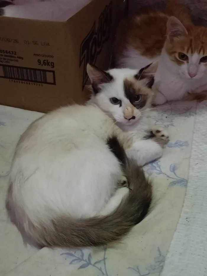 Gato ra a SRD-ViraLata idade 2 a 6 meses nome Marie