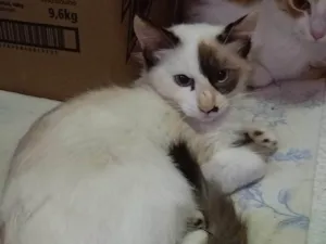 Gato raça SRD-ViraLata idade 2 a 6 meses nome Marie