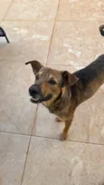 Tobias